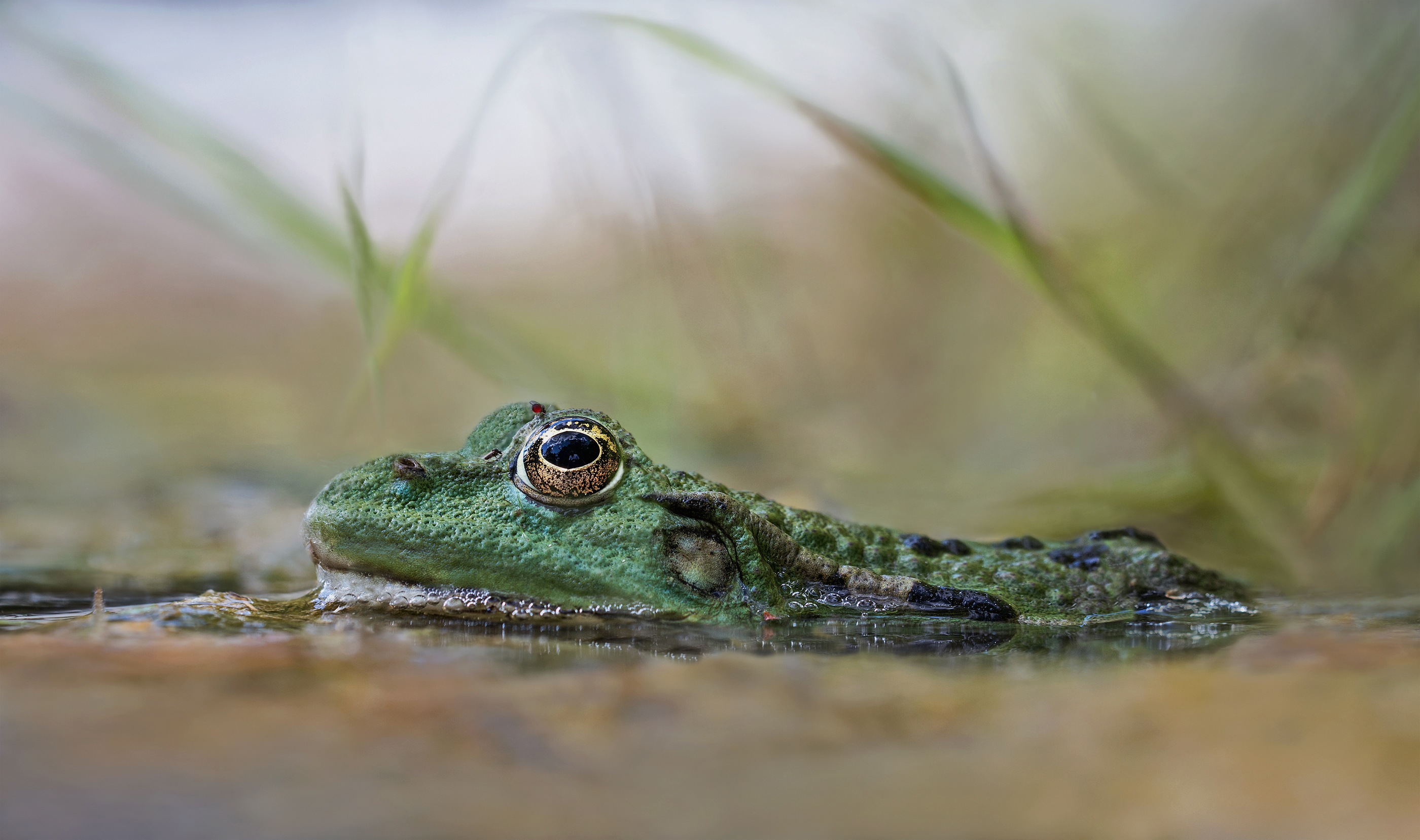 Ein Grünfrosch in seinem Element...