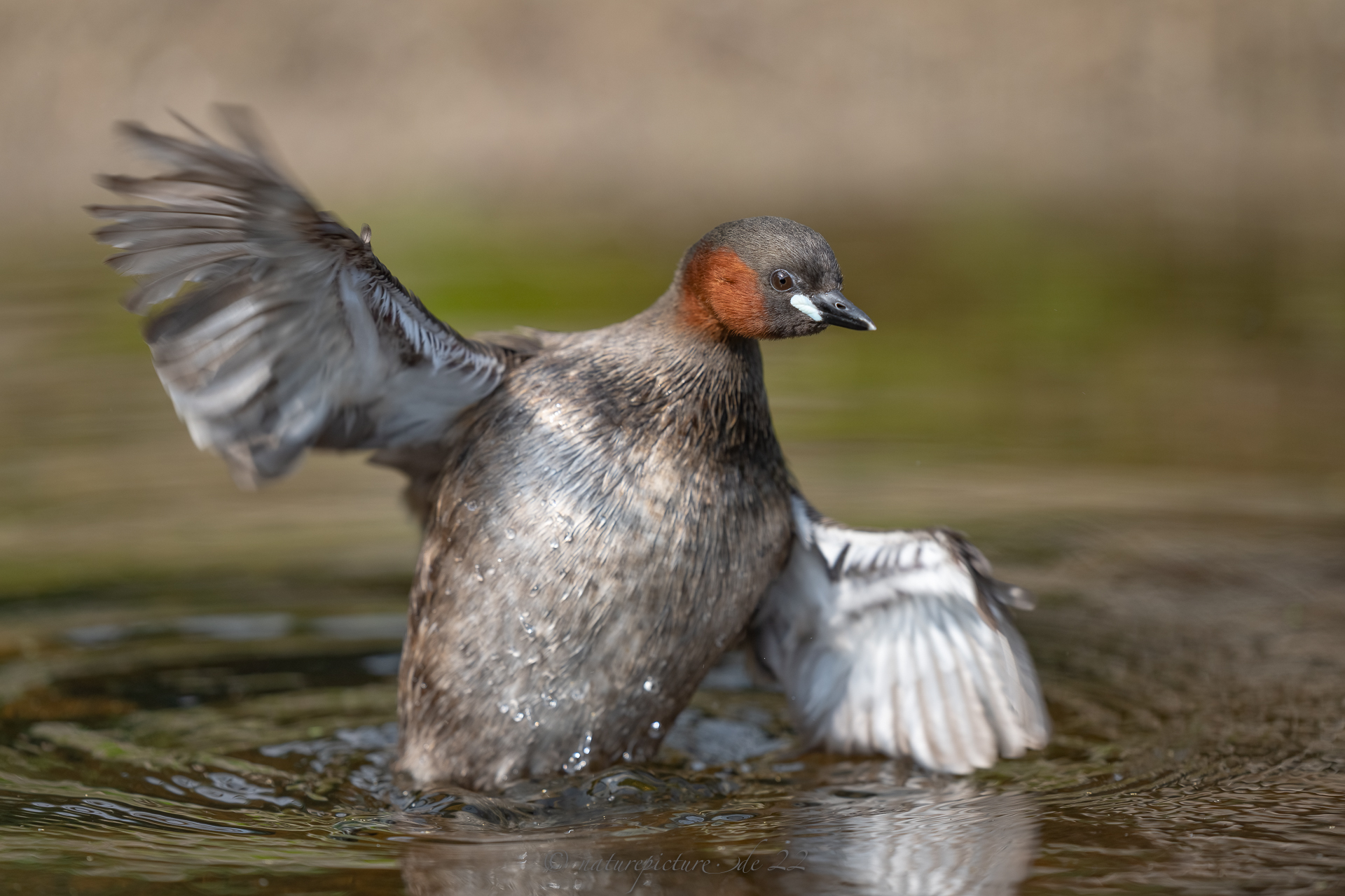 Tanzender Taucher