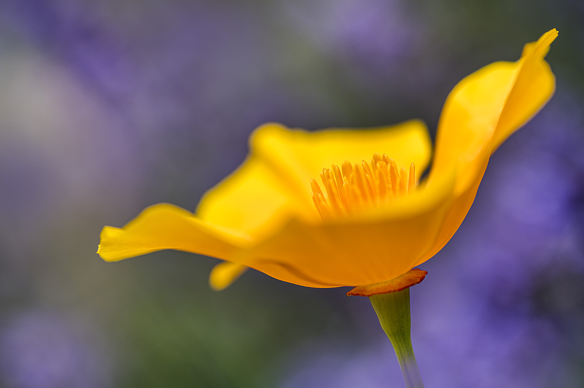 Goldmohn im Lavendelfeld