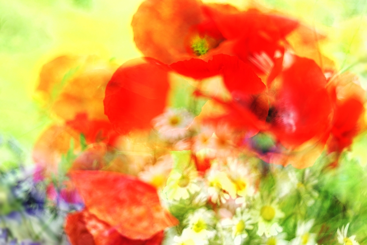 Mohn gibt