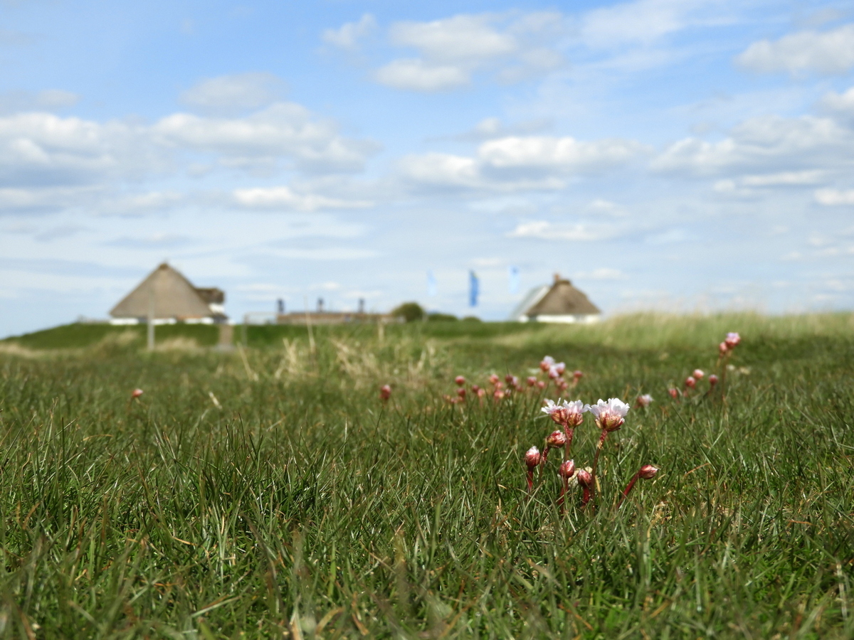 Hamburger Hallig mit Strandnelken