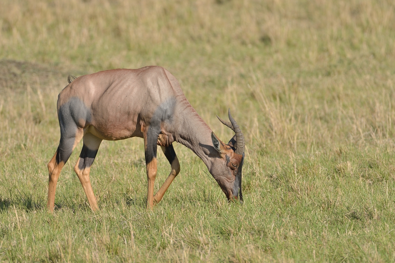 Serengeti-Topi