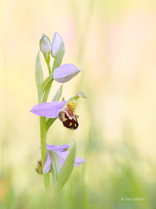 Bienen-Ragwurz