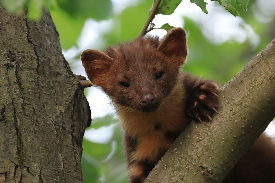 Kleiner Baummarder