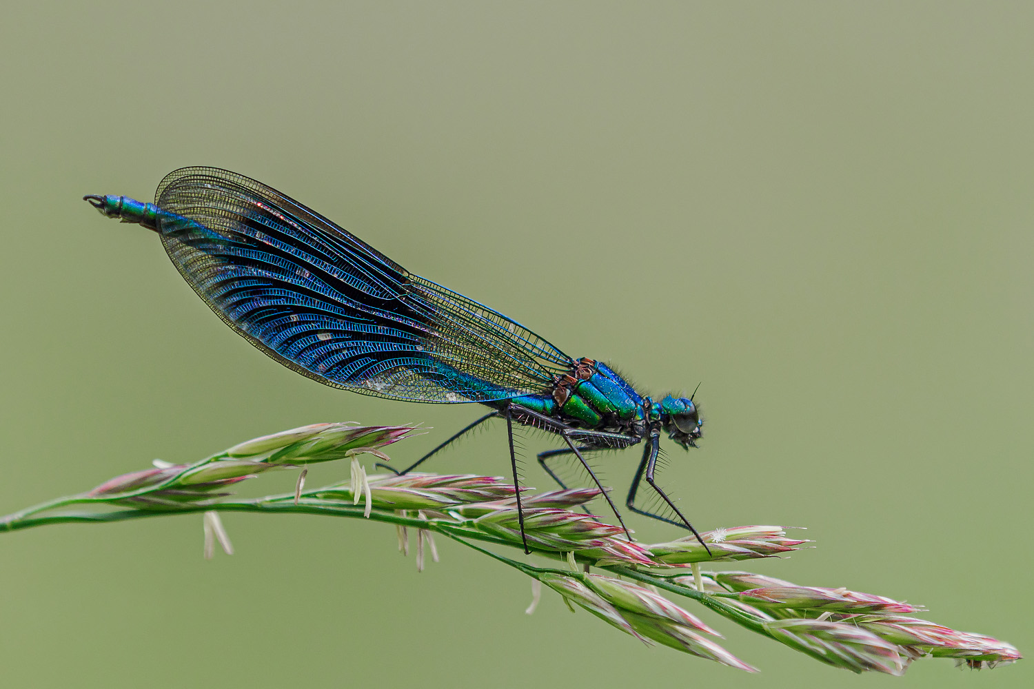 Gebänderte Prachtlibelle ( Calopteryx splendens )