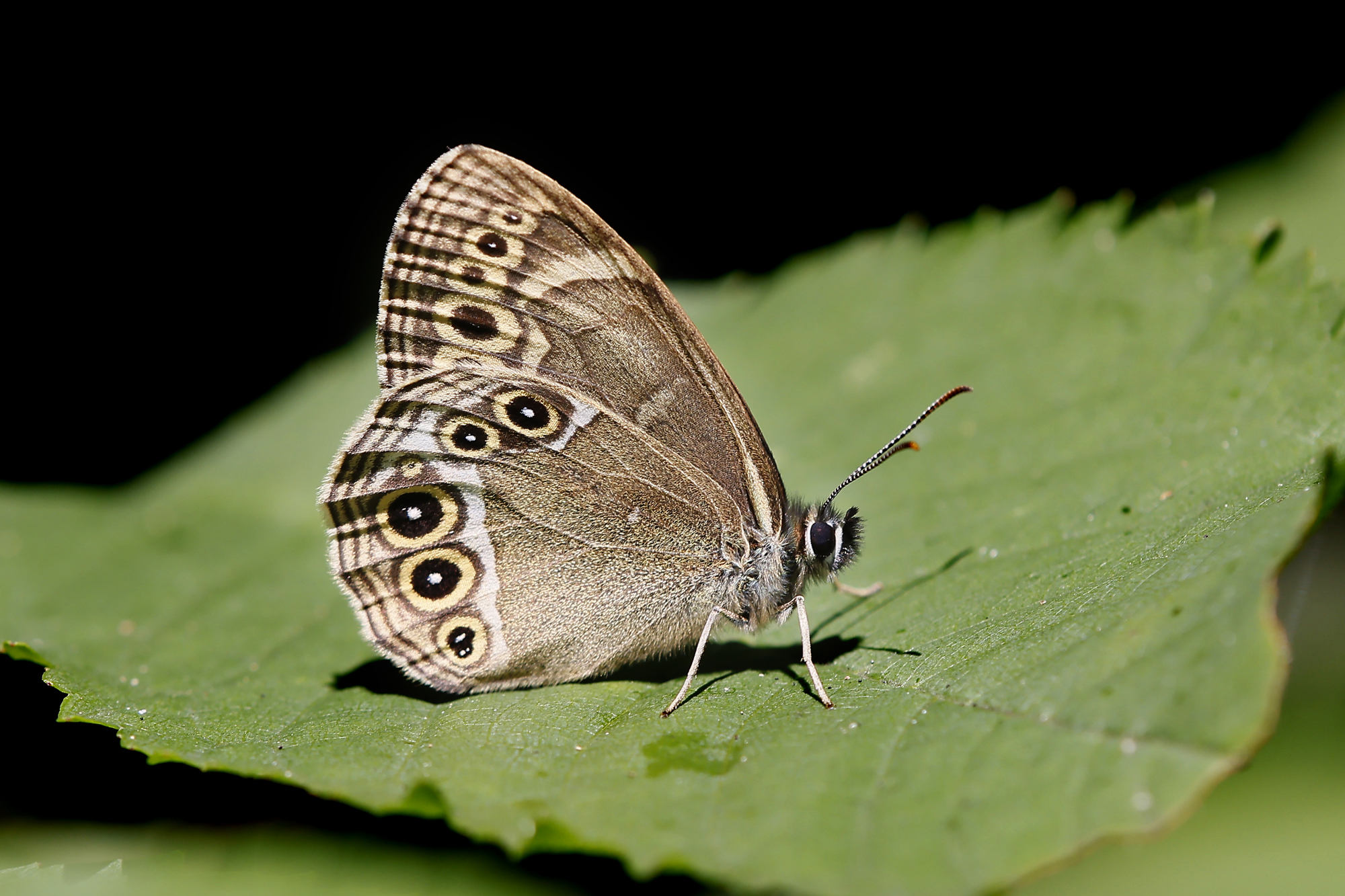 Gelbringfalter  (Lopinga achine)