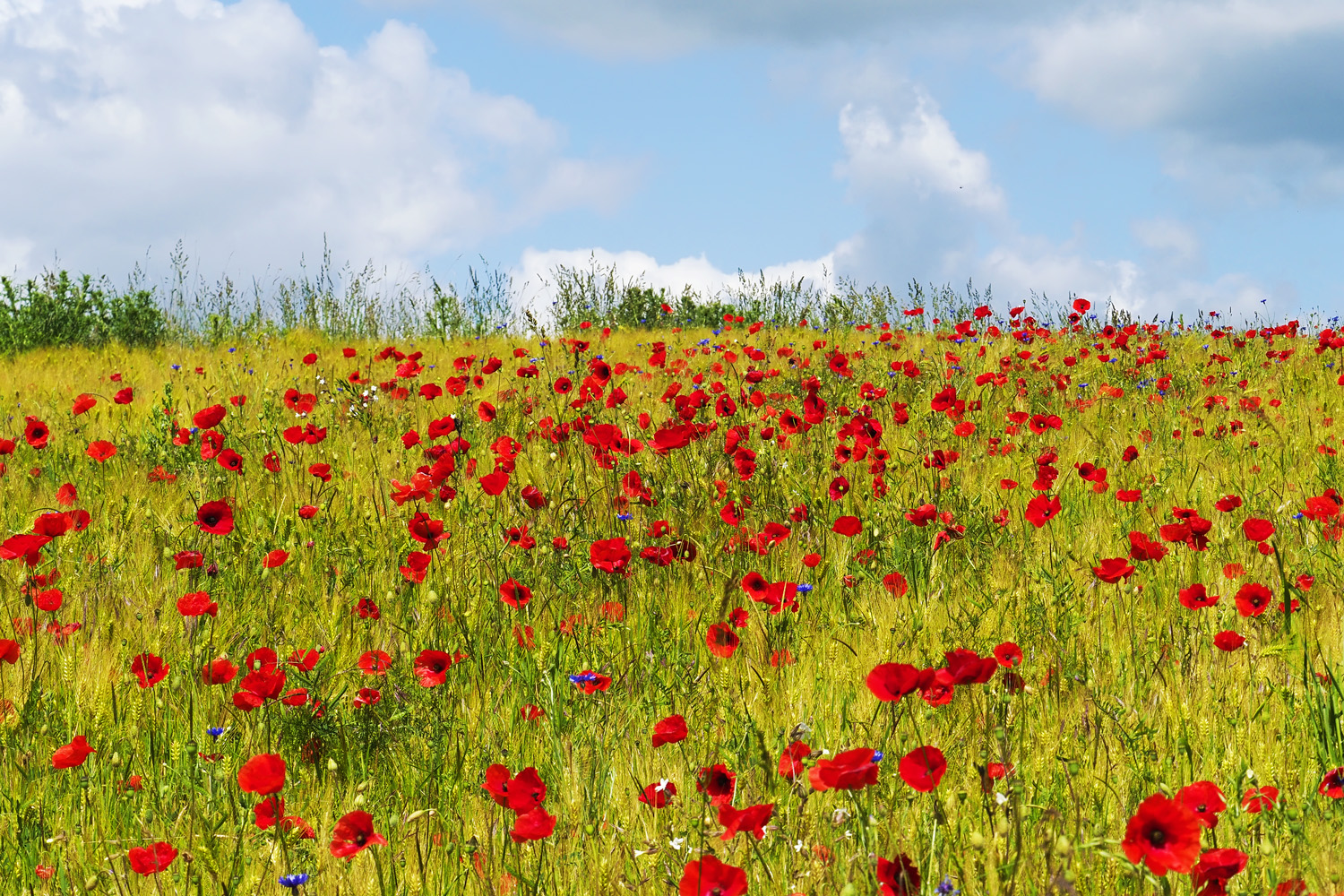 Himmel mit Mohn