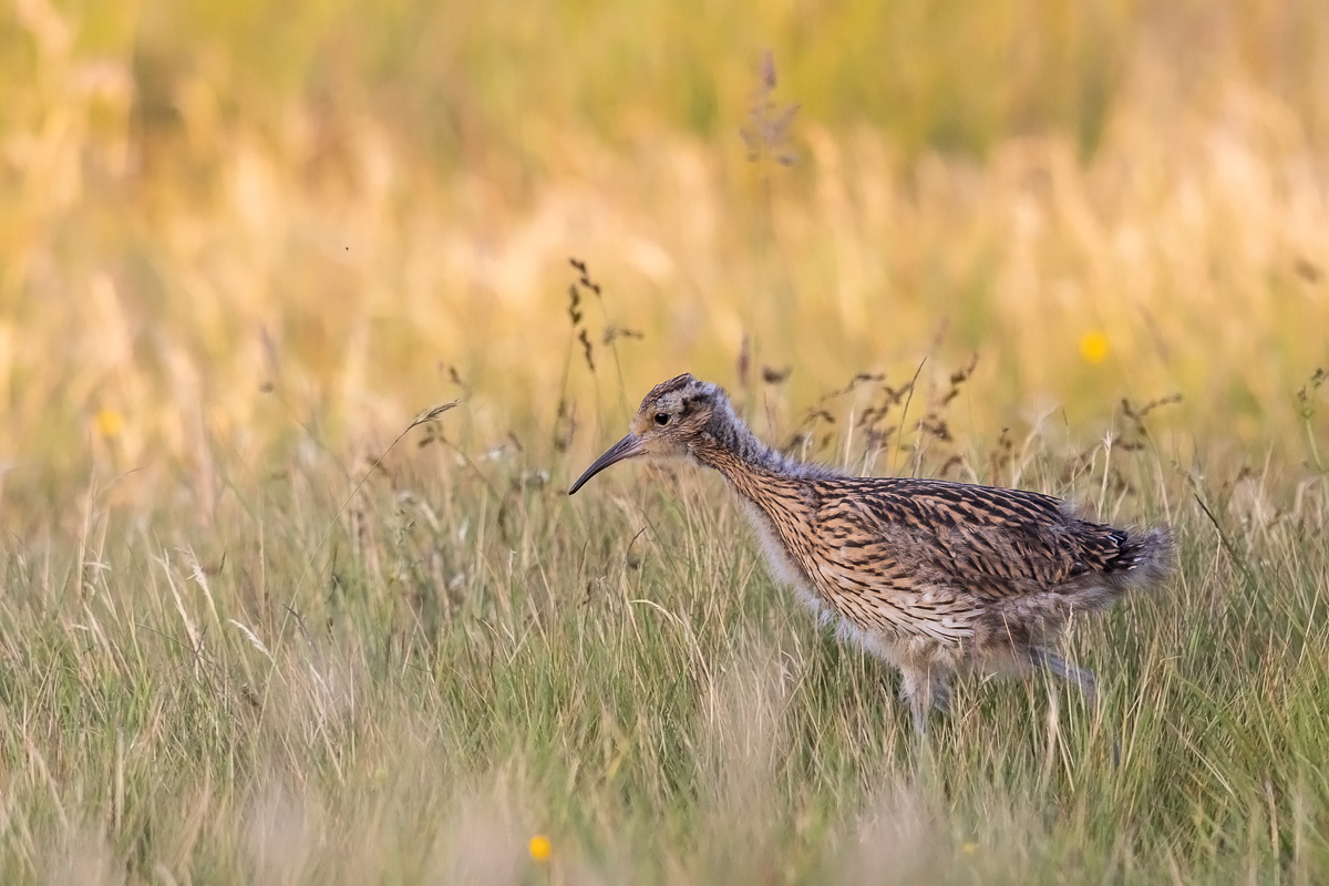 Brachvogel Küken