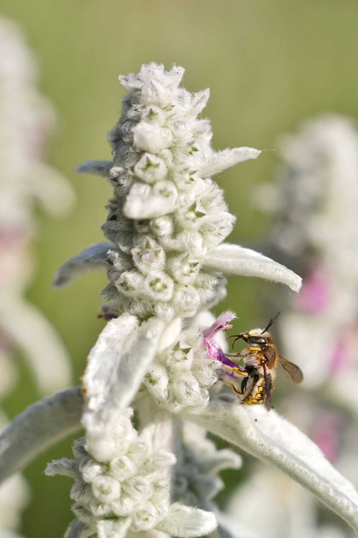 Gartenwollbiene männlich