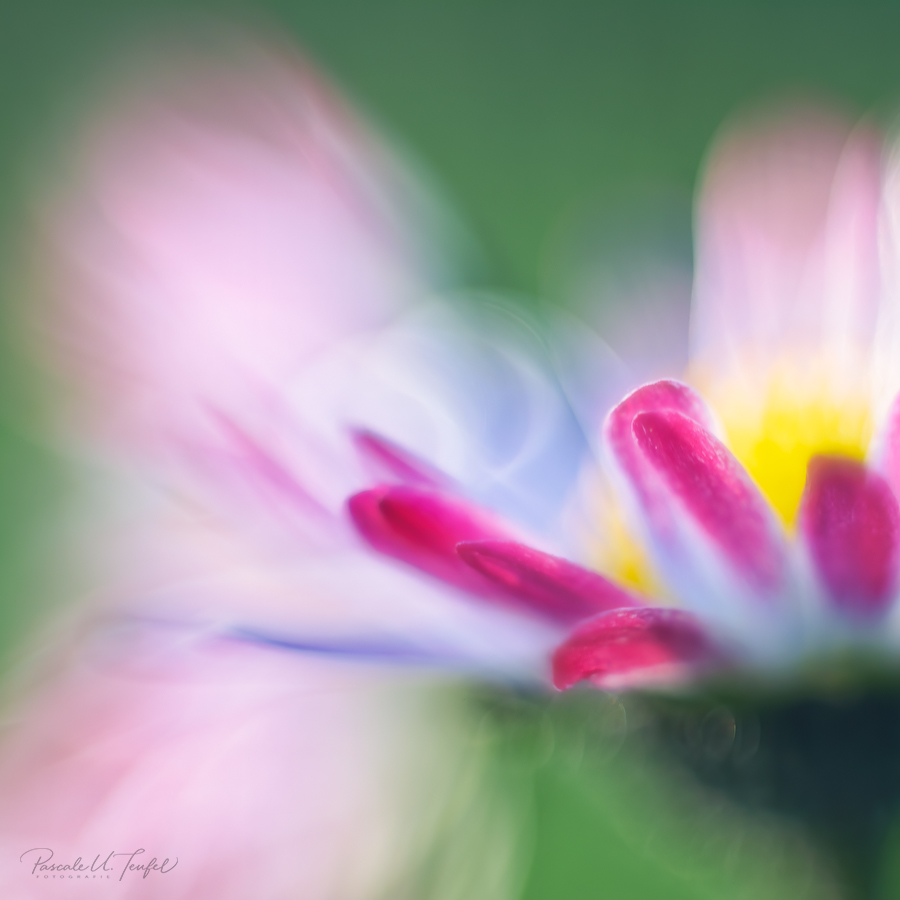 Die mit den rosa Spitzen ...