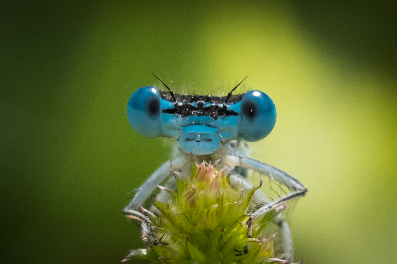 Portrait einer Libelle