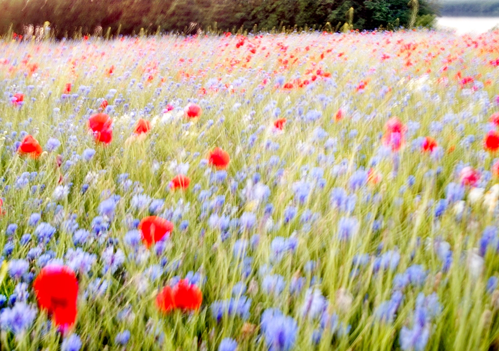am Seeufer  ist es bunt