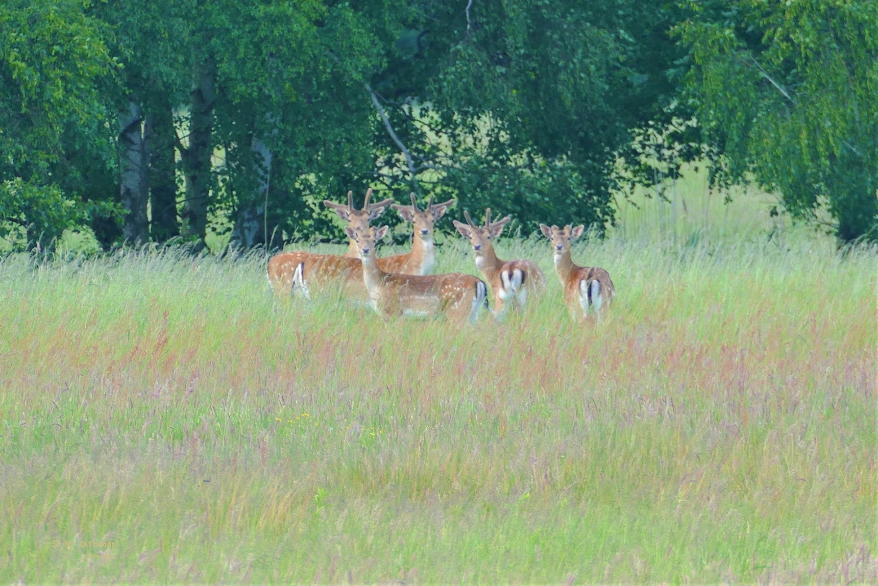 Mittags  auf der Wiese