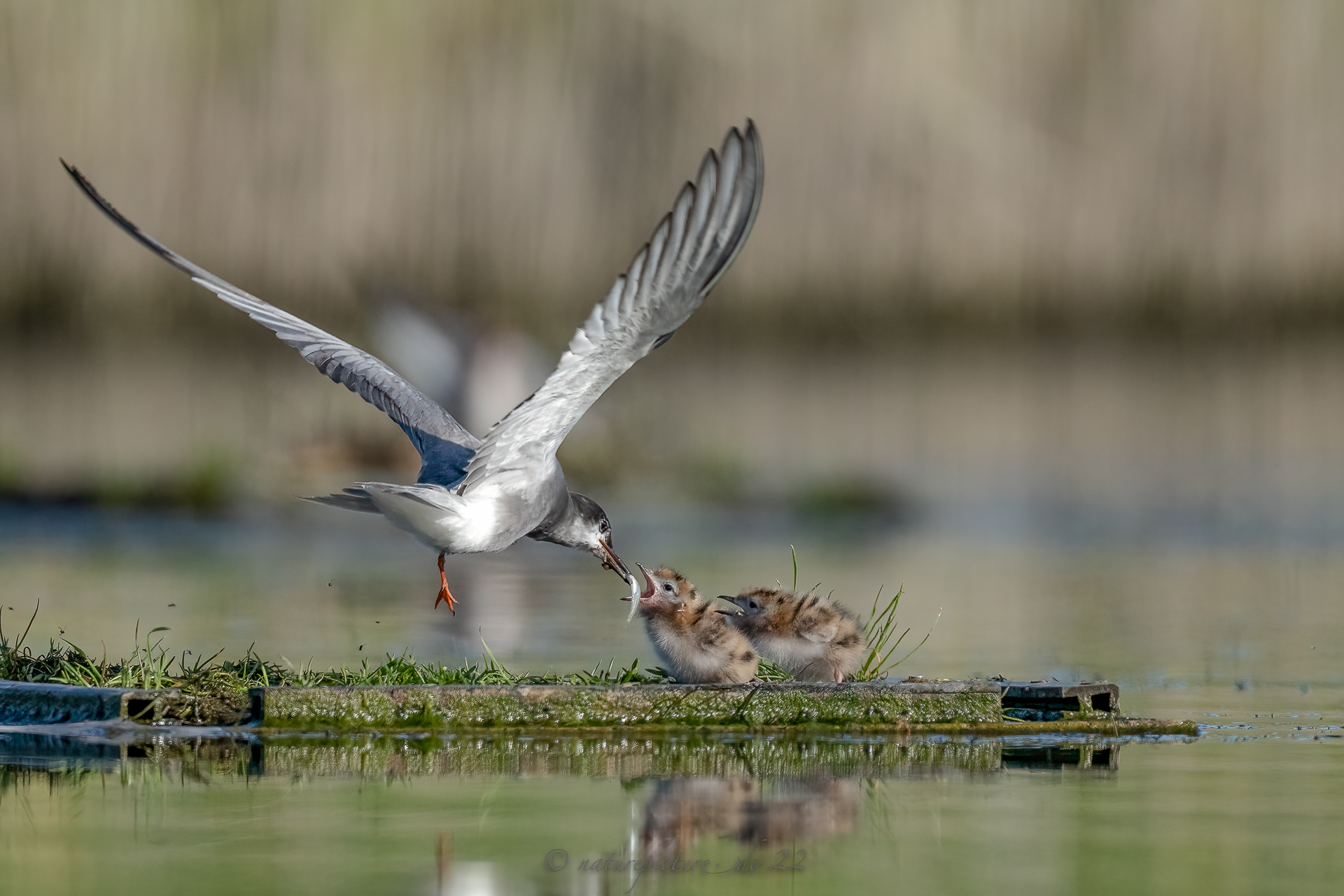 Fütterung bei den Trauerseeschwalben