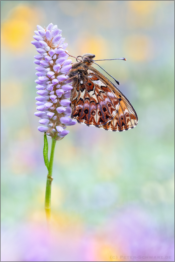 Natterwurz-Perlmutterfalter (Boloria titania)