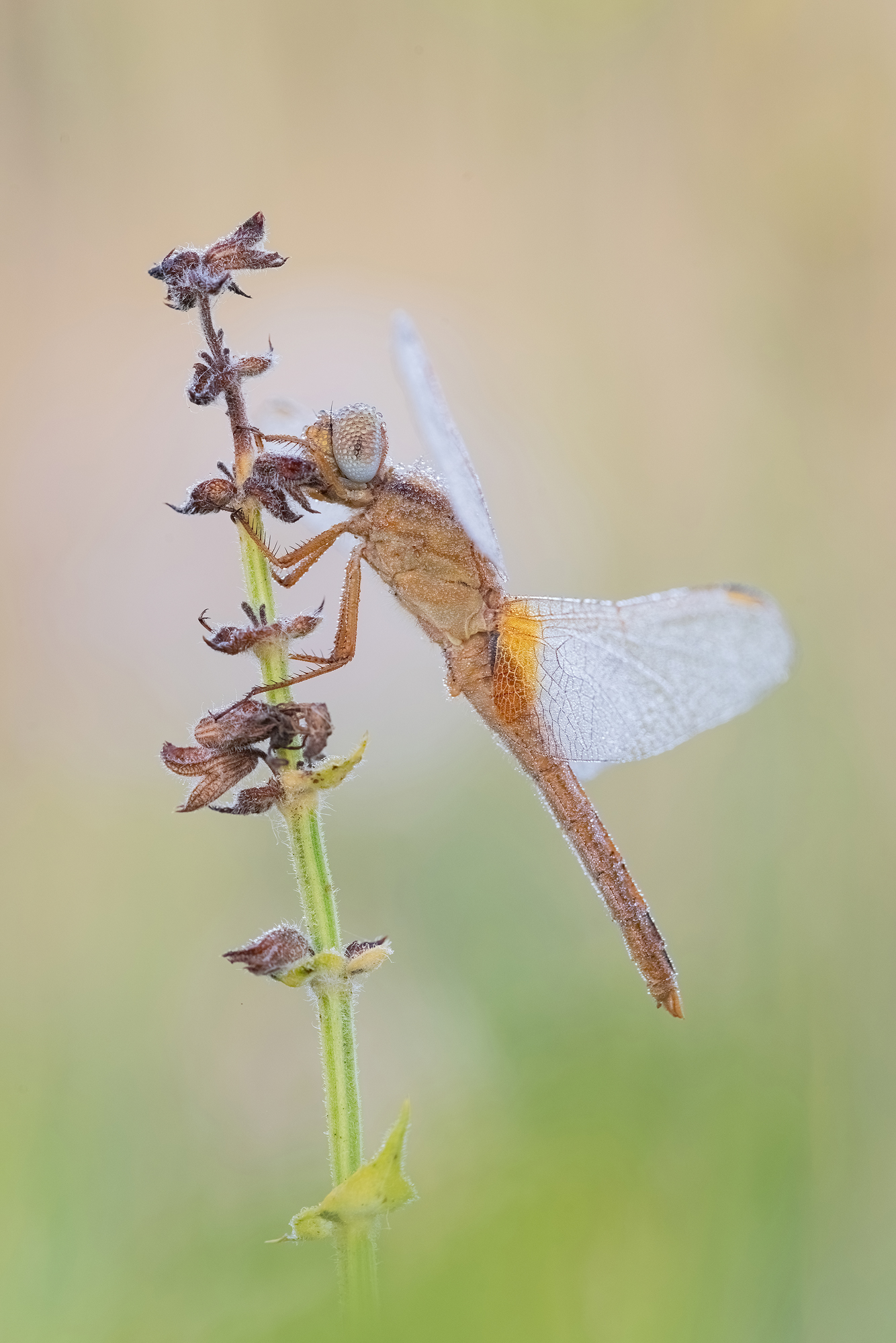 Feuerlibelle