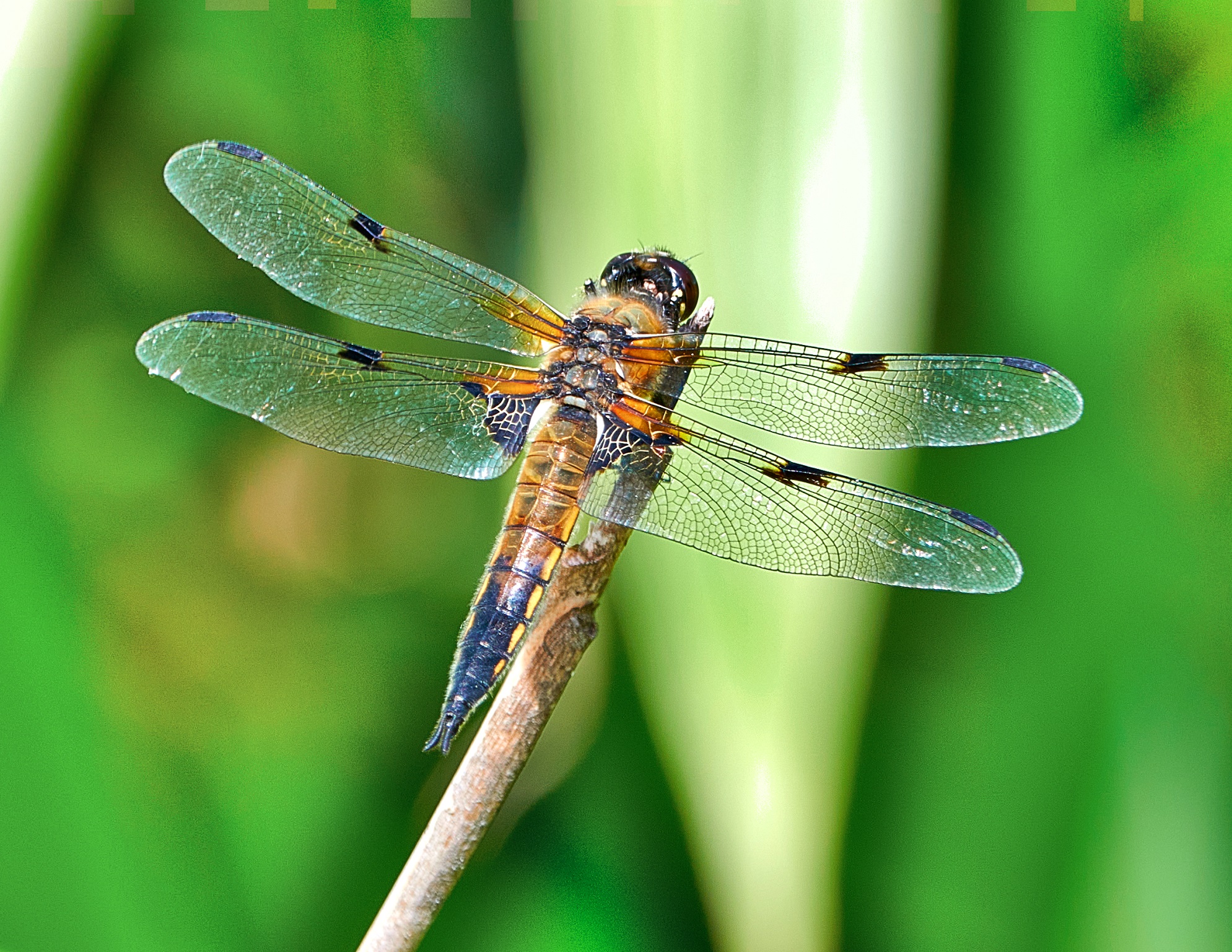 Vierflecklibelle