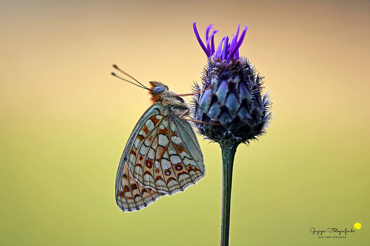 Fabriciana niobe