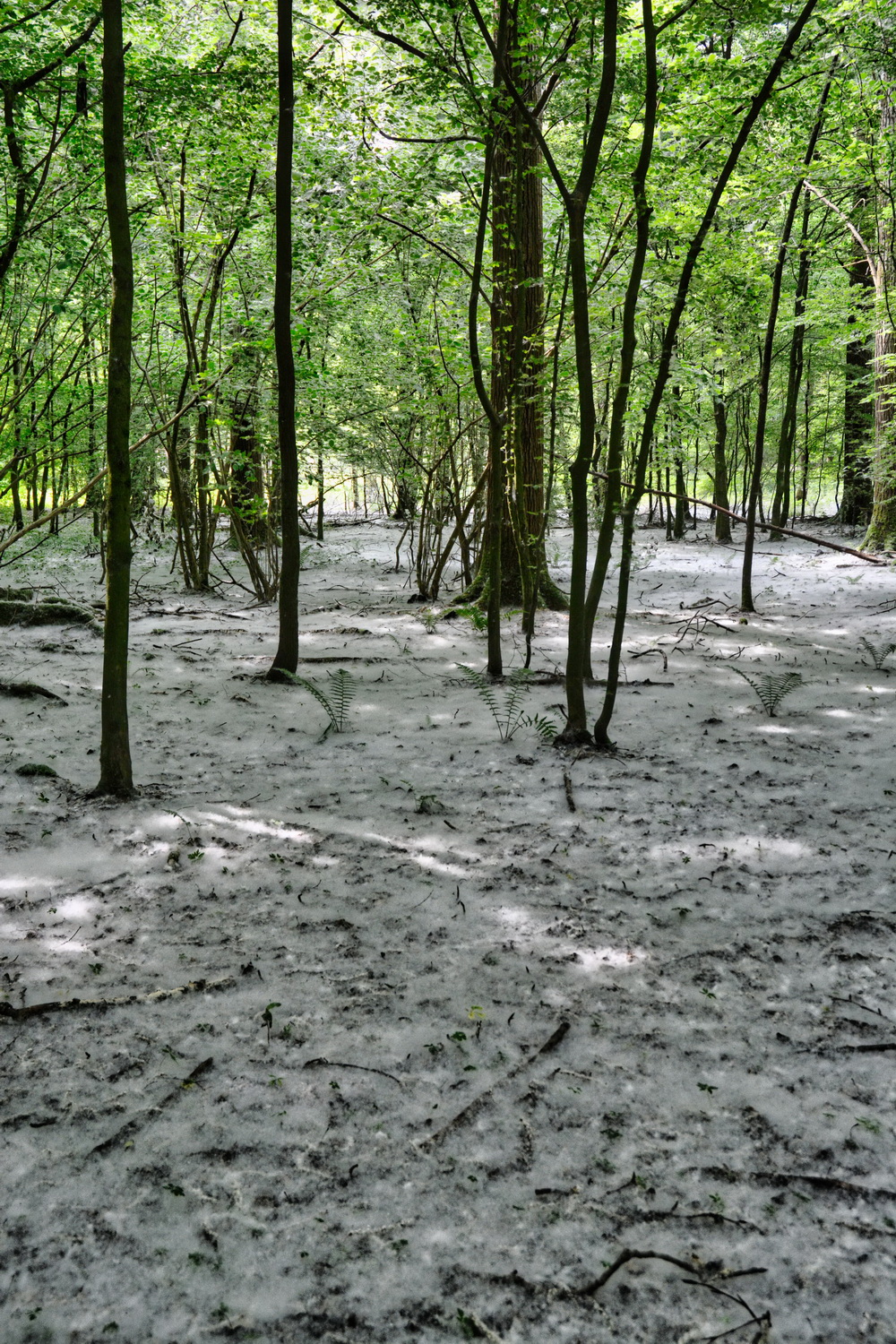 Schnee im Sommer