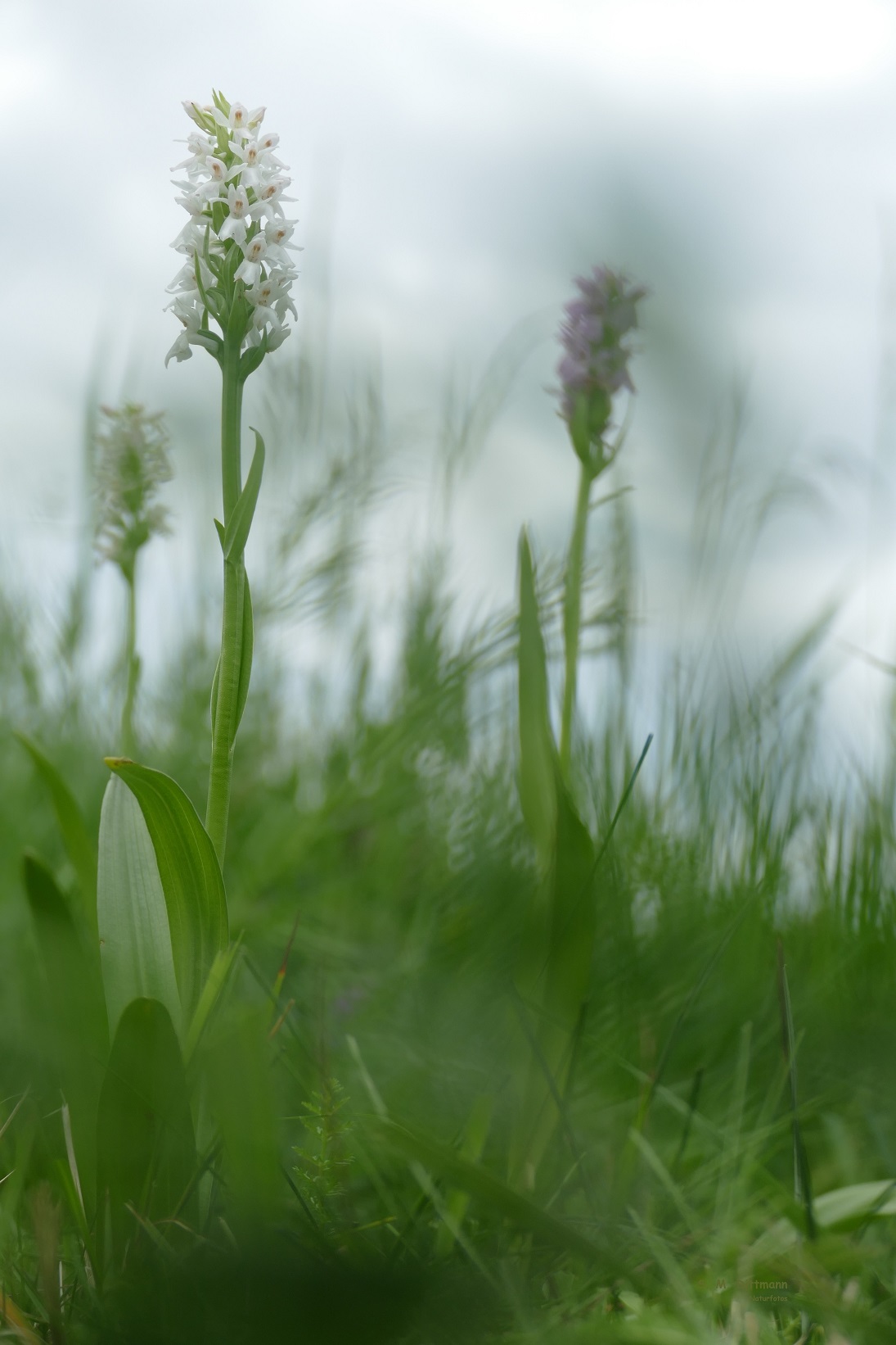 Dactylorhiza ruthei - weiß