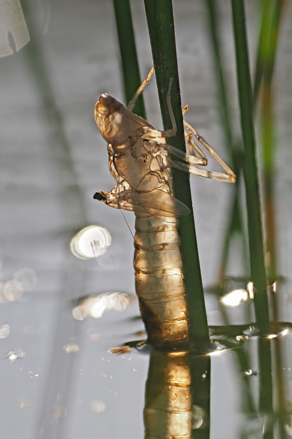 Große Königslibelle (Anax imperator)