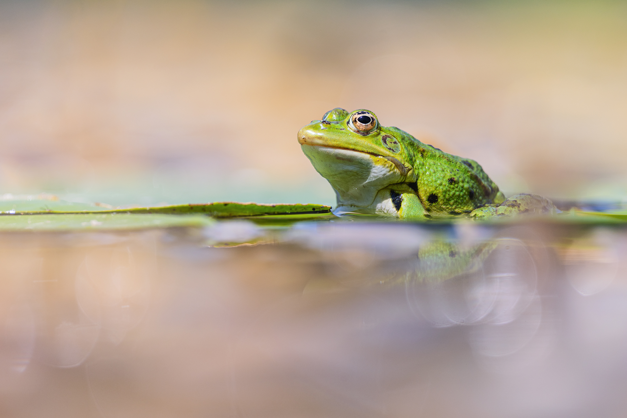 Zu Gast beim Froschkönig ....