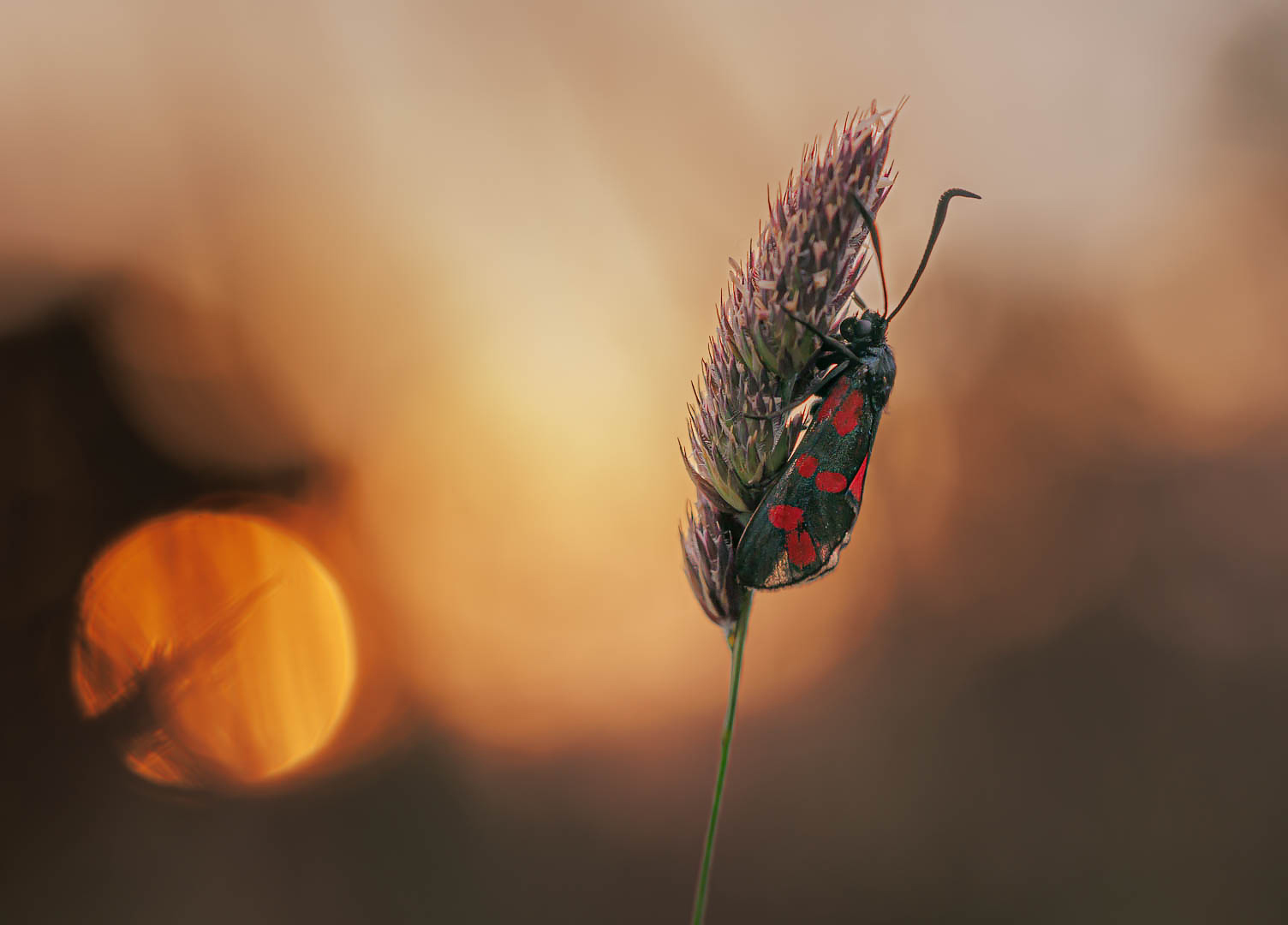 Sechsfleckwidderchen (Zygaena filipendulae)