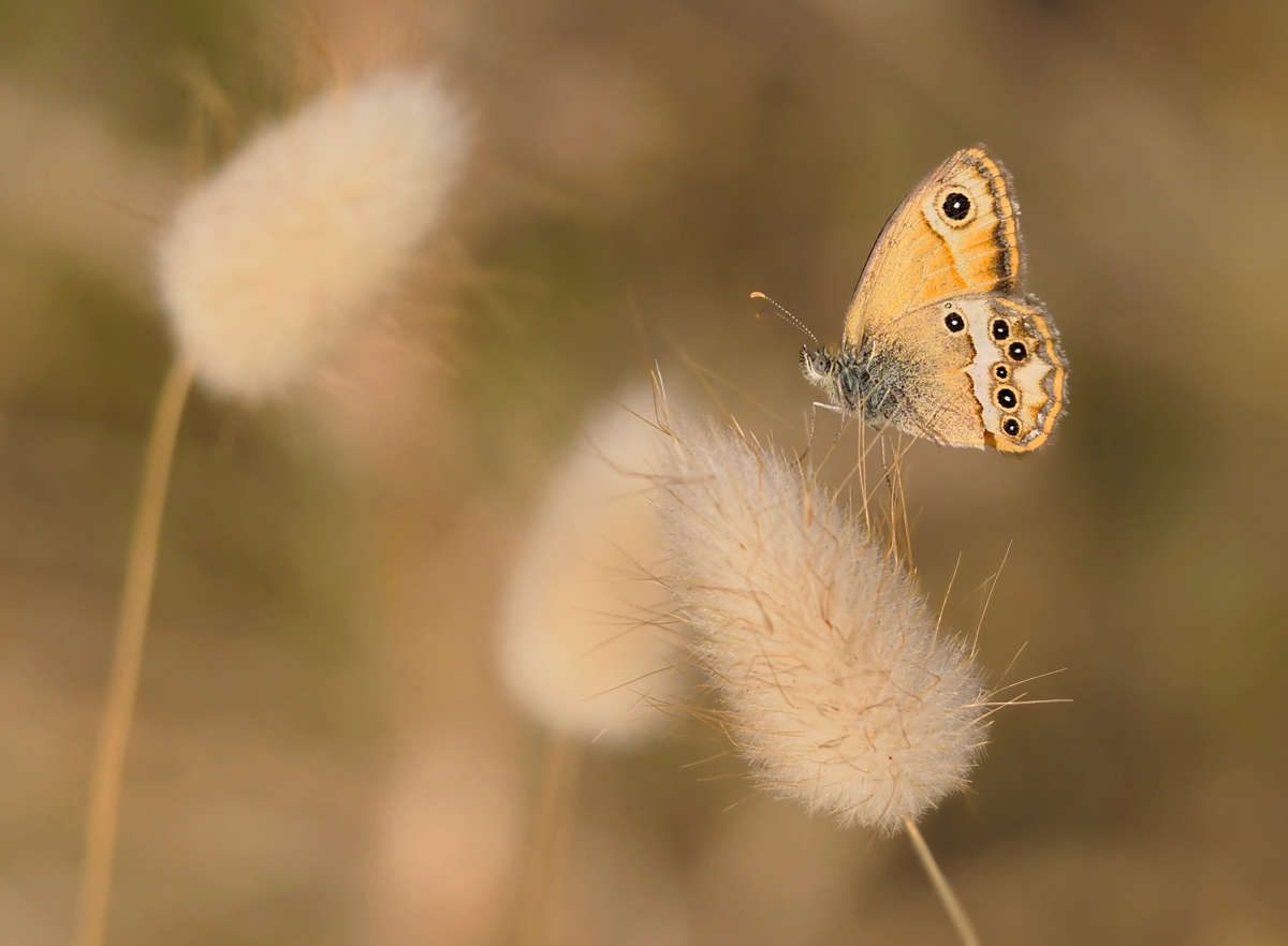 Coenonympha dorus 