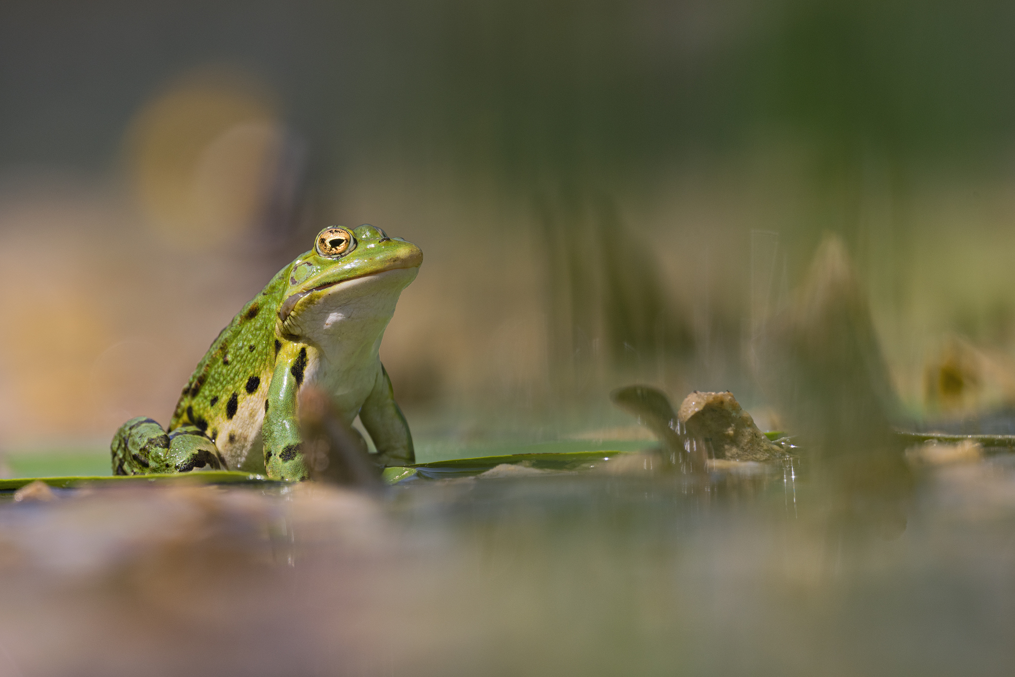 Froschkönig der zweite