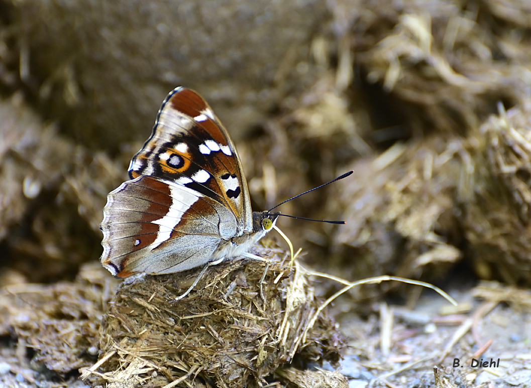 Schillerfalter