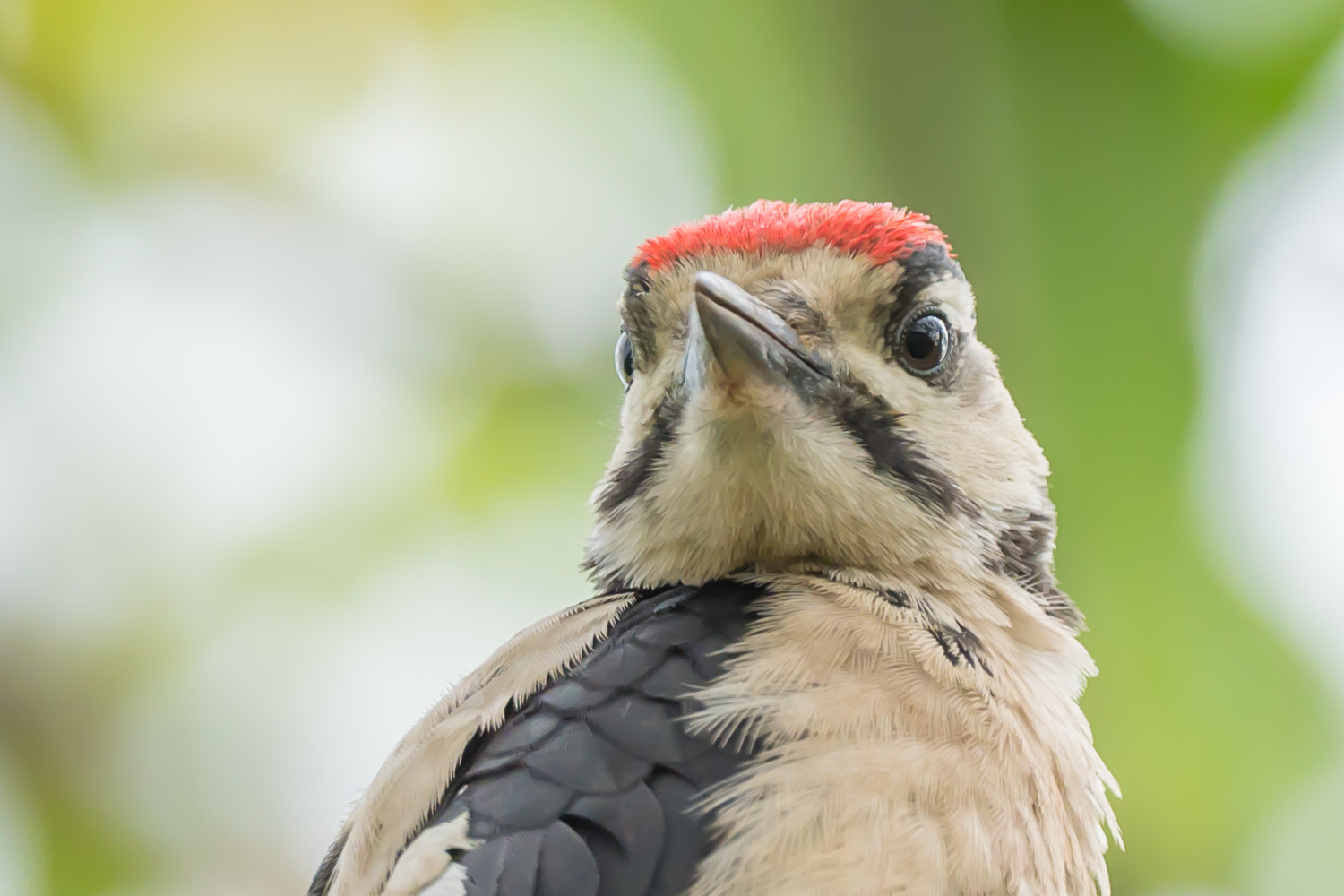 Was guckst du ?