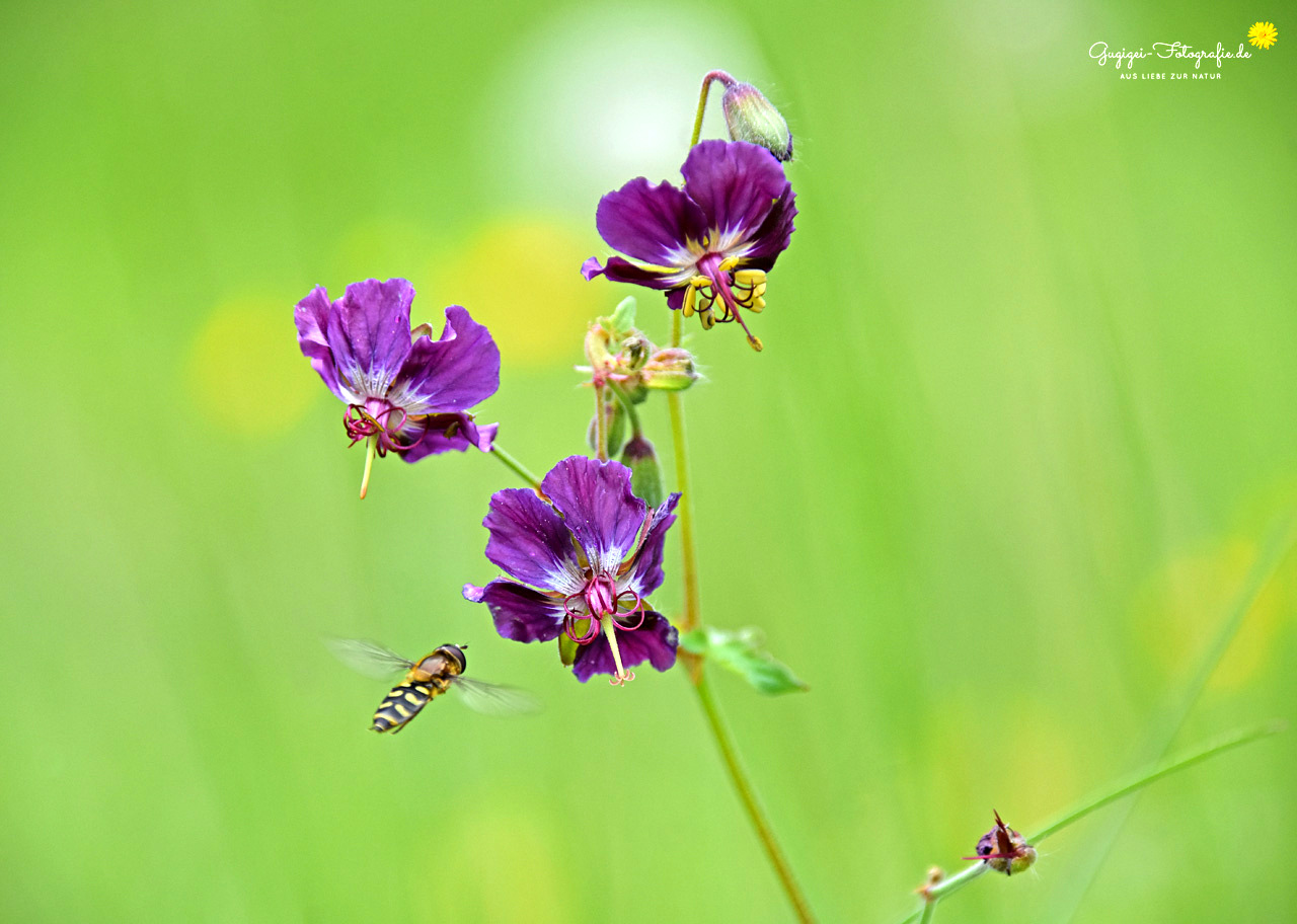 Schwebfliege ...