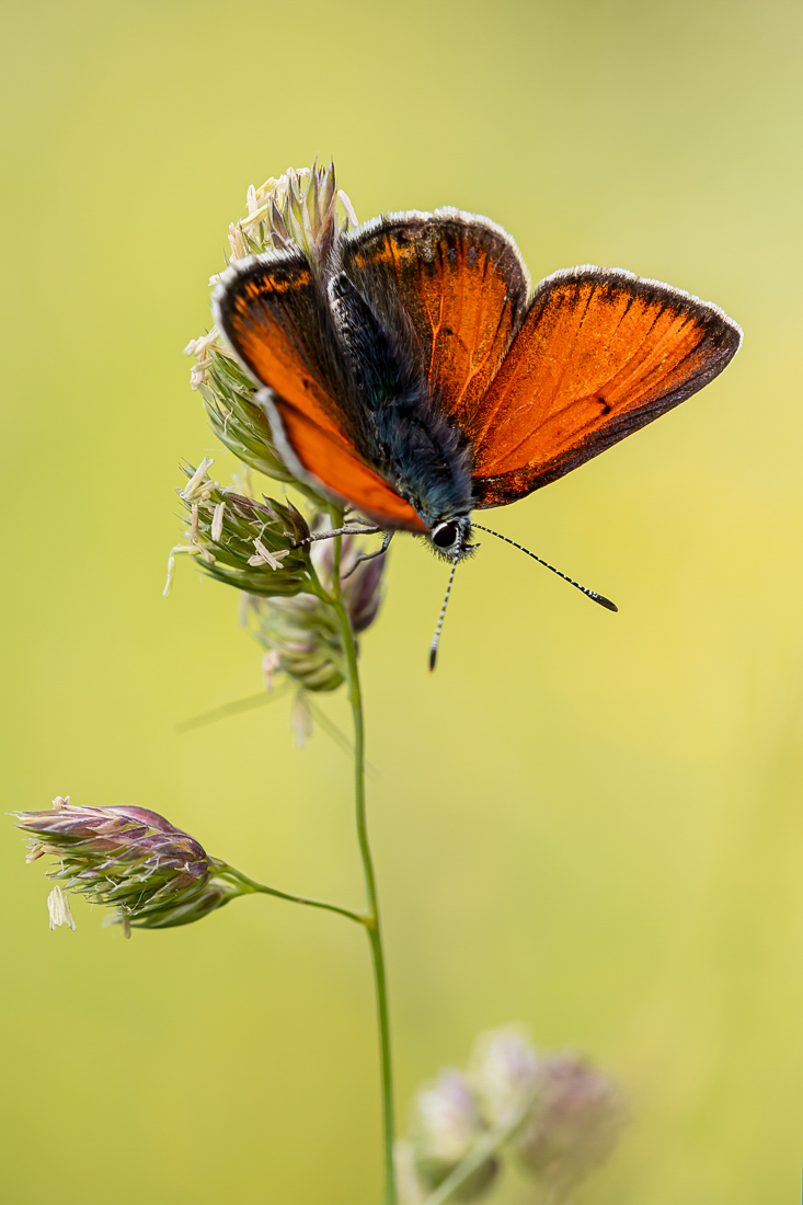 Lycaena hippothoe