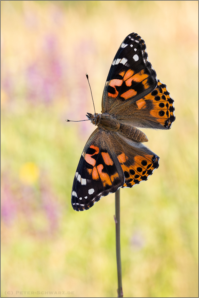 Vanessa cardui