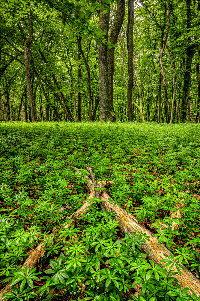 Waldmeisterwald