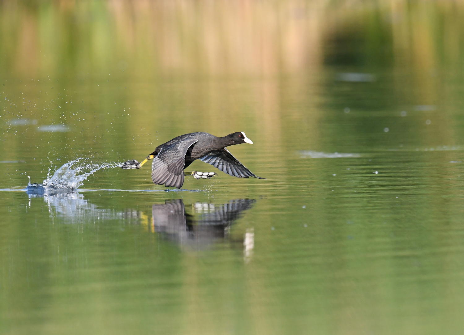 Wasserläufer