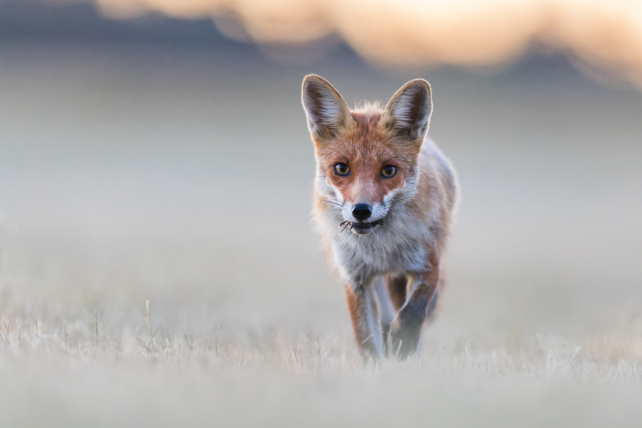 Fuchs in der Morgendämmerung II