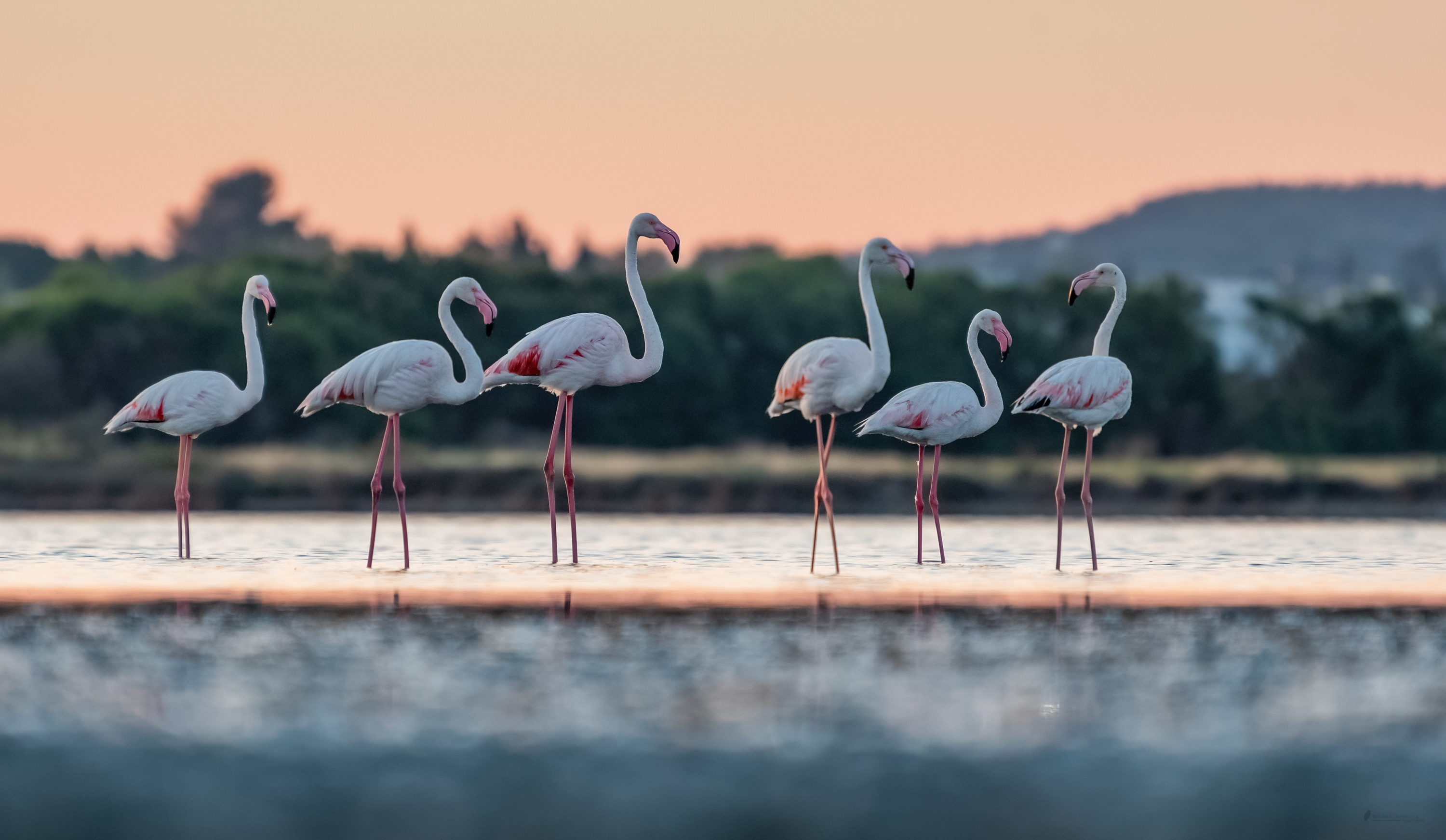 Flamingos