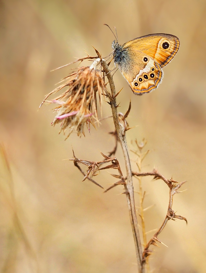 Coenonympha dorus 