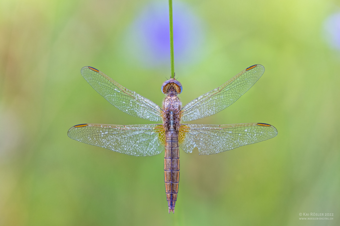 Feuerlibelle