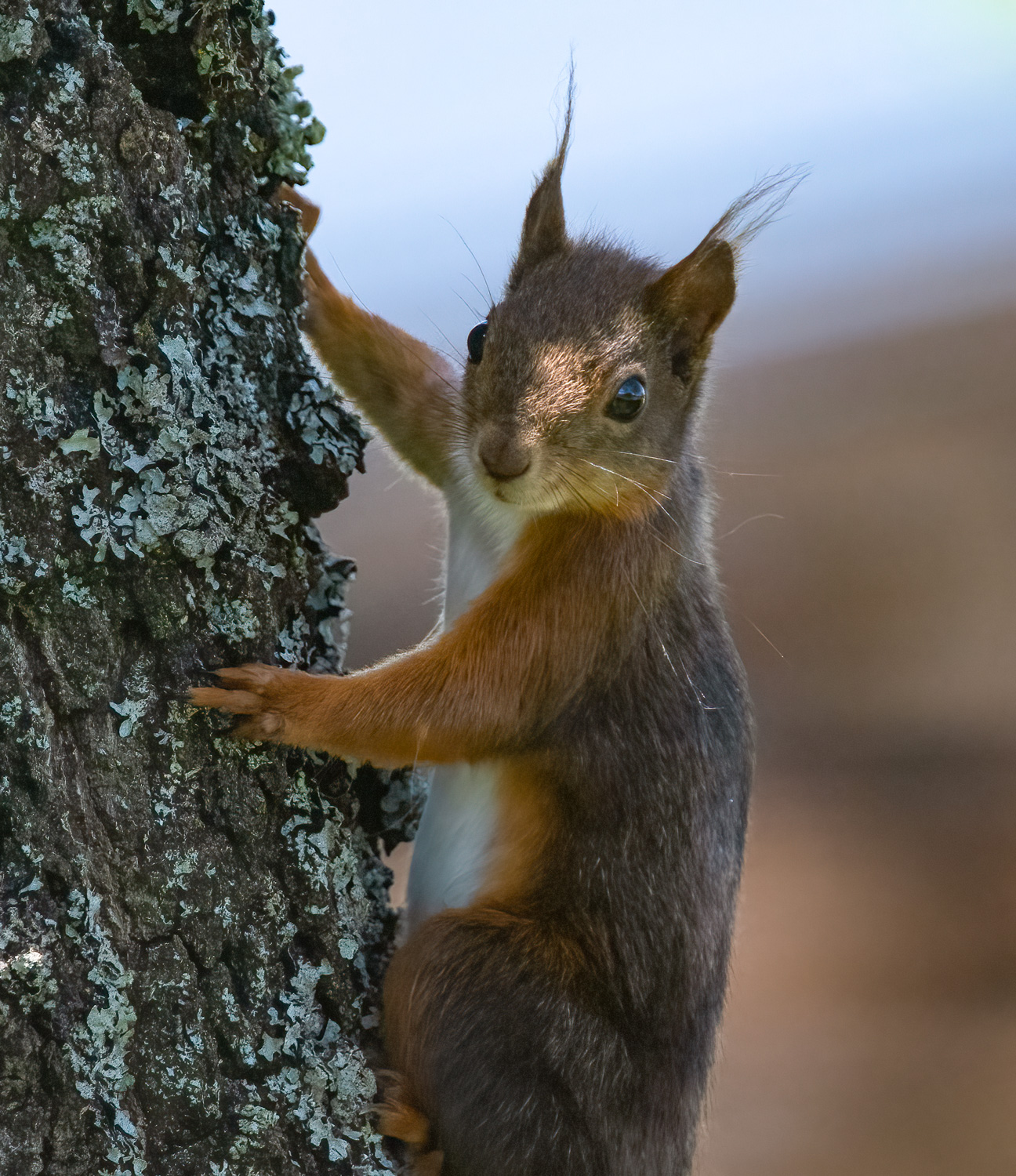 Eichhörnchen Portrait