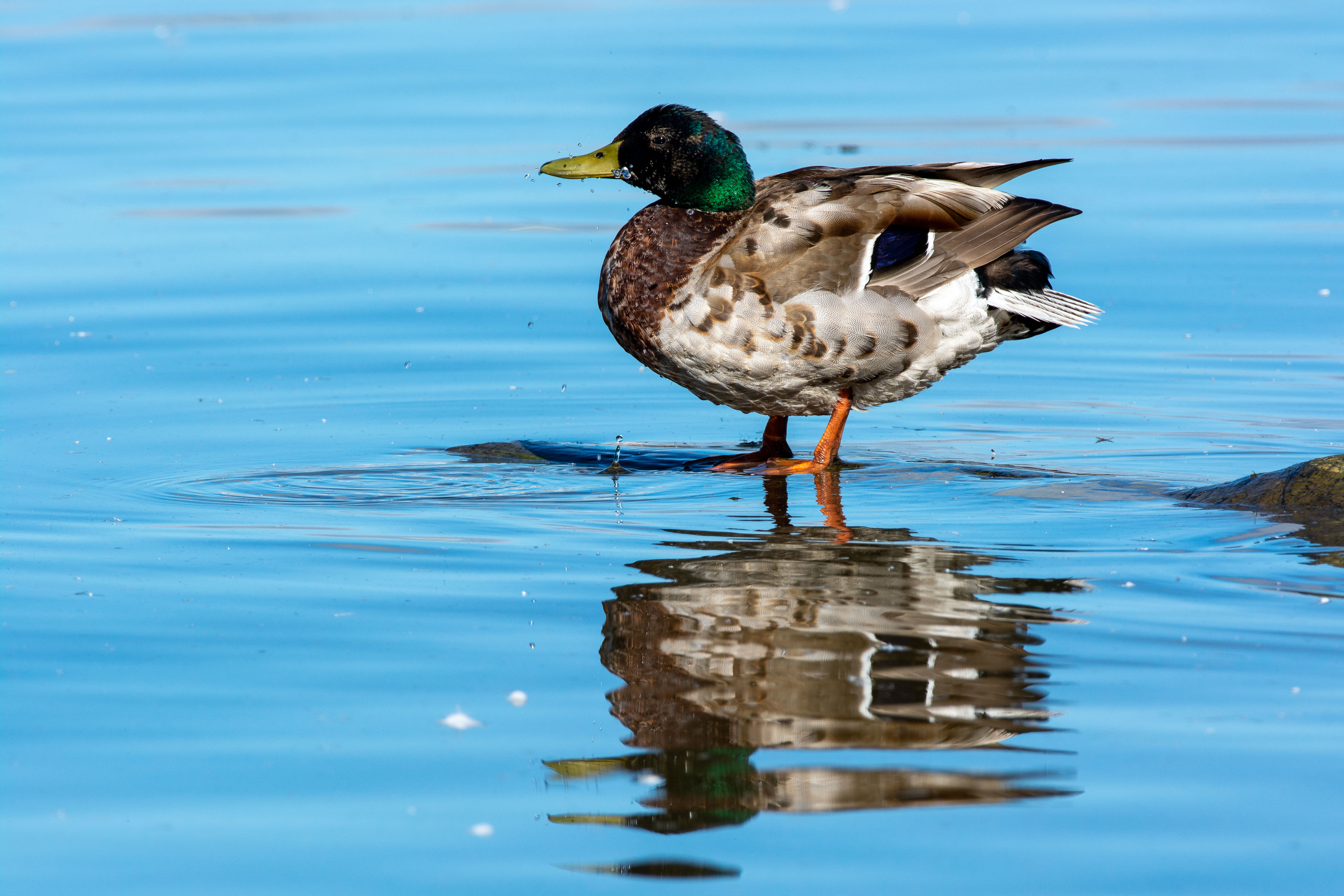 Stockente auf dem Bodensee