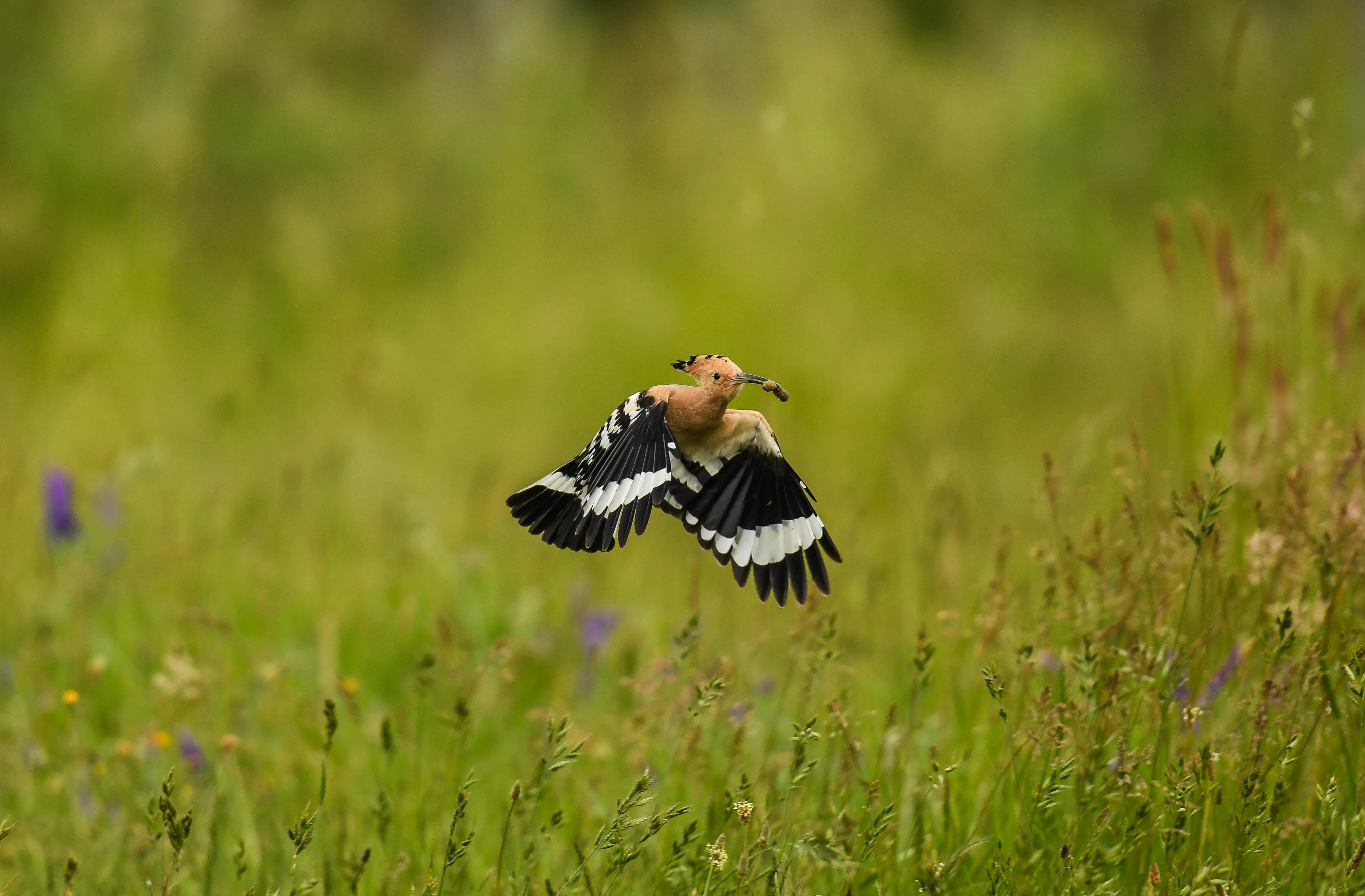 Wiedehopf im Anflug