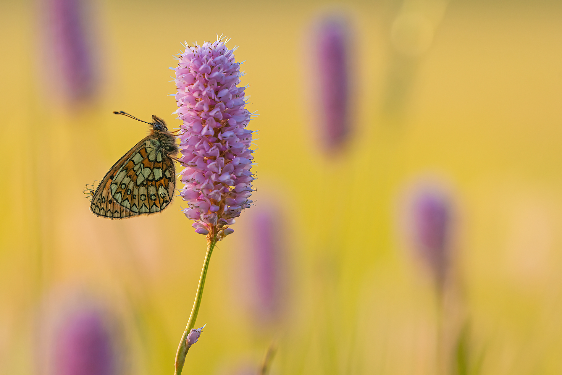 Boloria eunomia