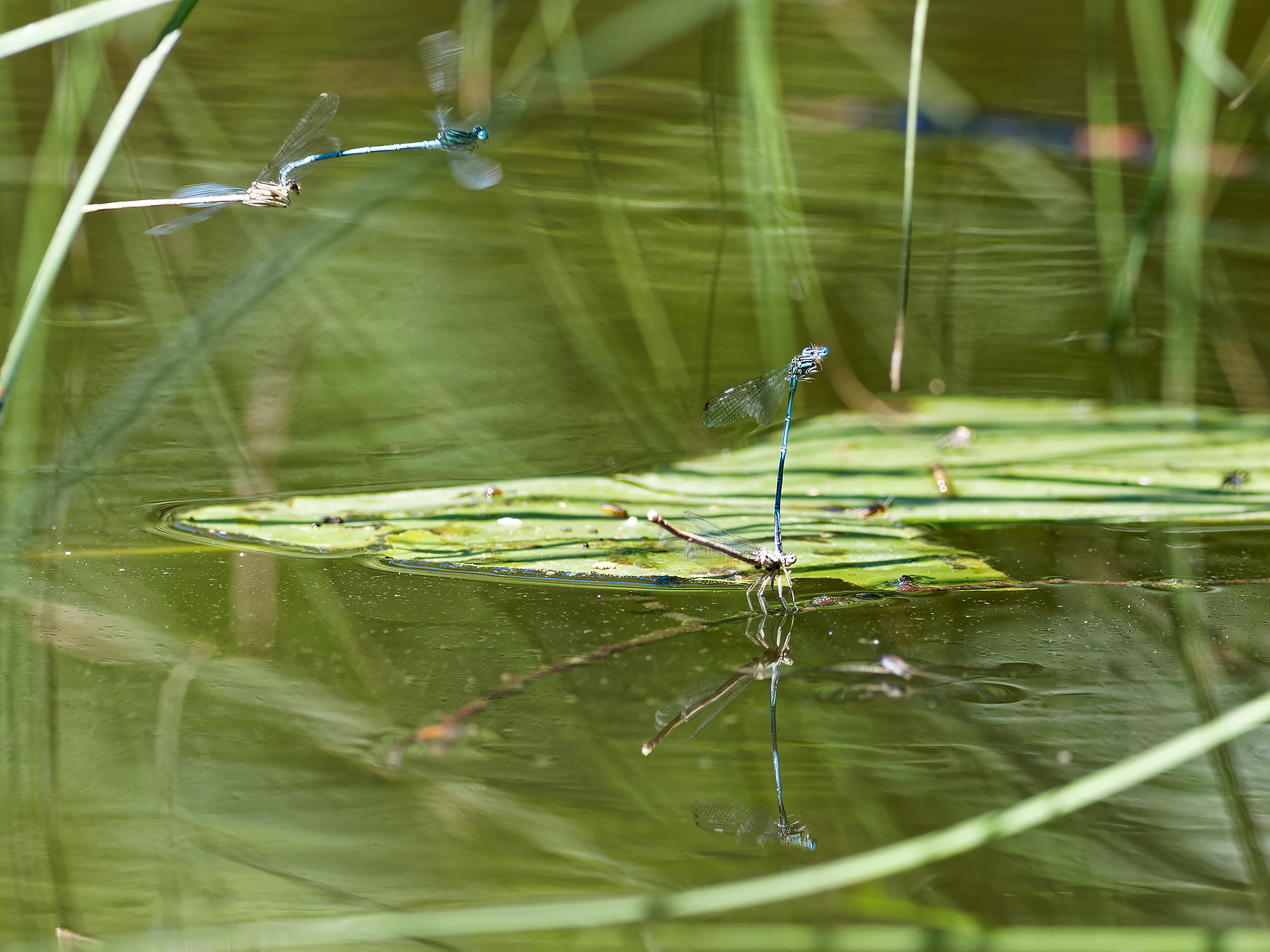 Glückstreffer,   oder "Gruppensex am Waldsee"