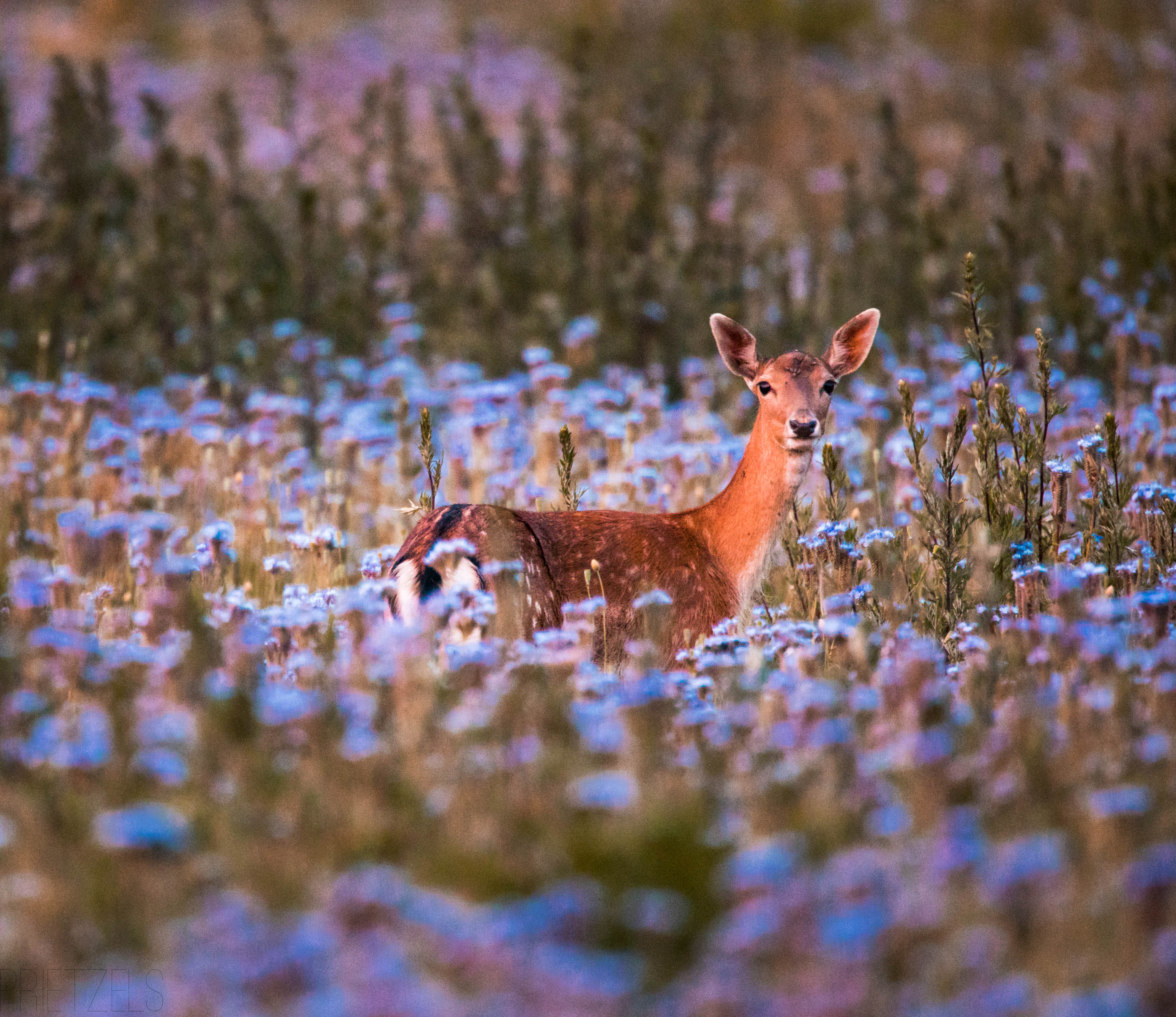 Damwild bei der Abendäsung