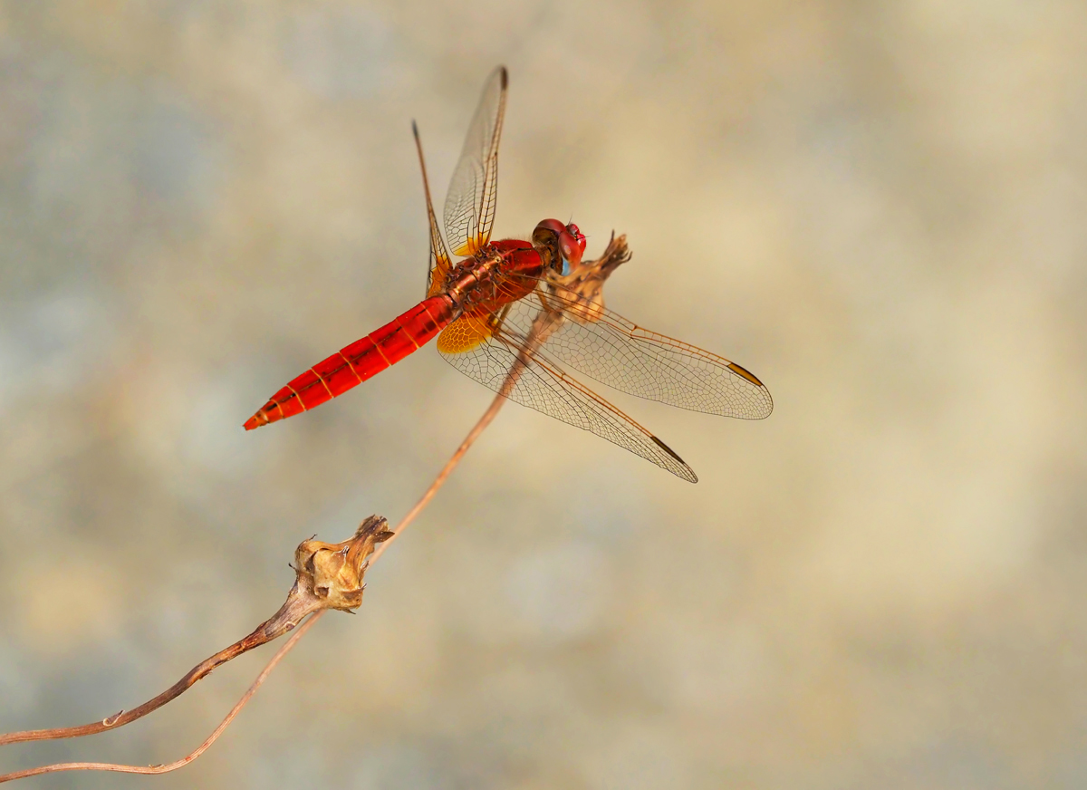 Feuerlibelle