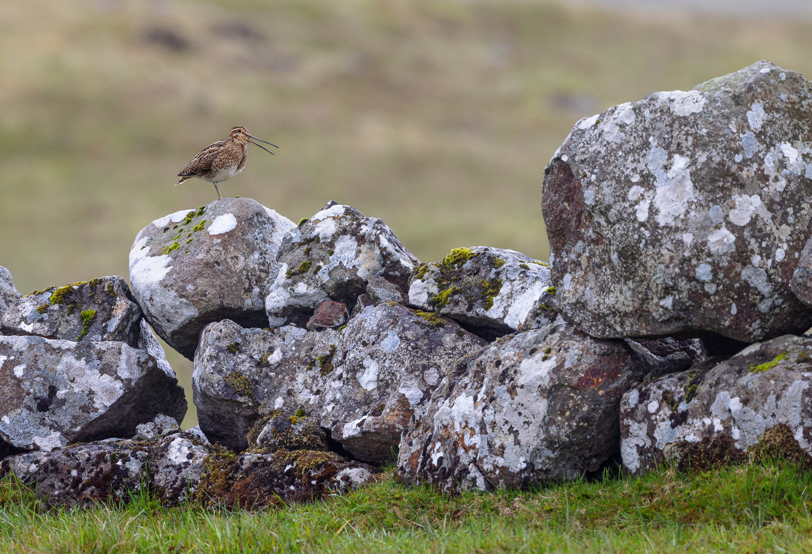 Gallinago gallinago faeroensis