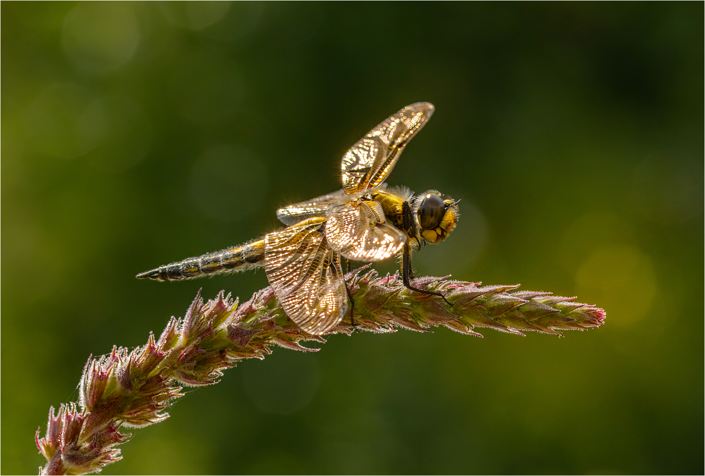 Eine goldene Libelle