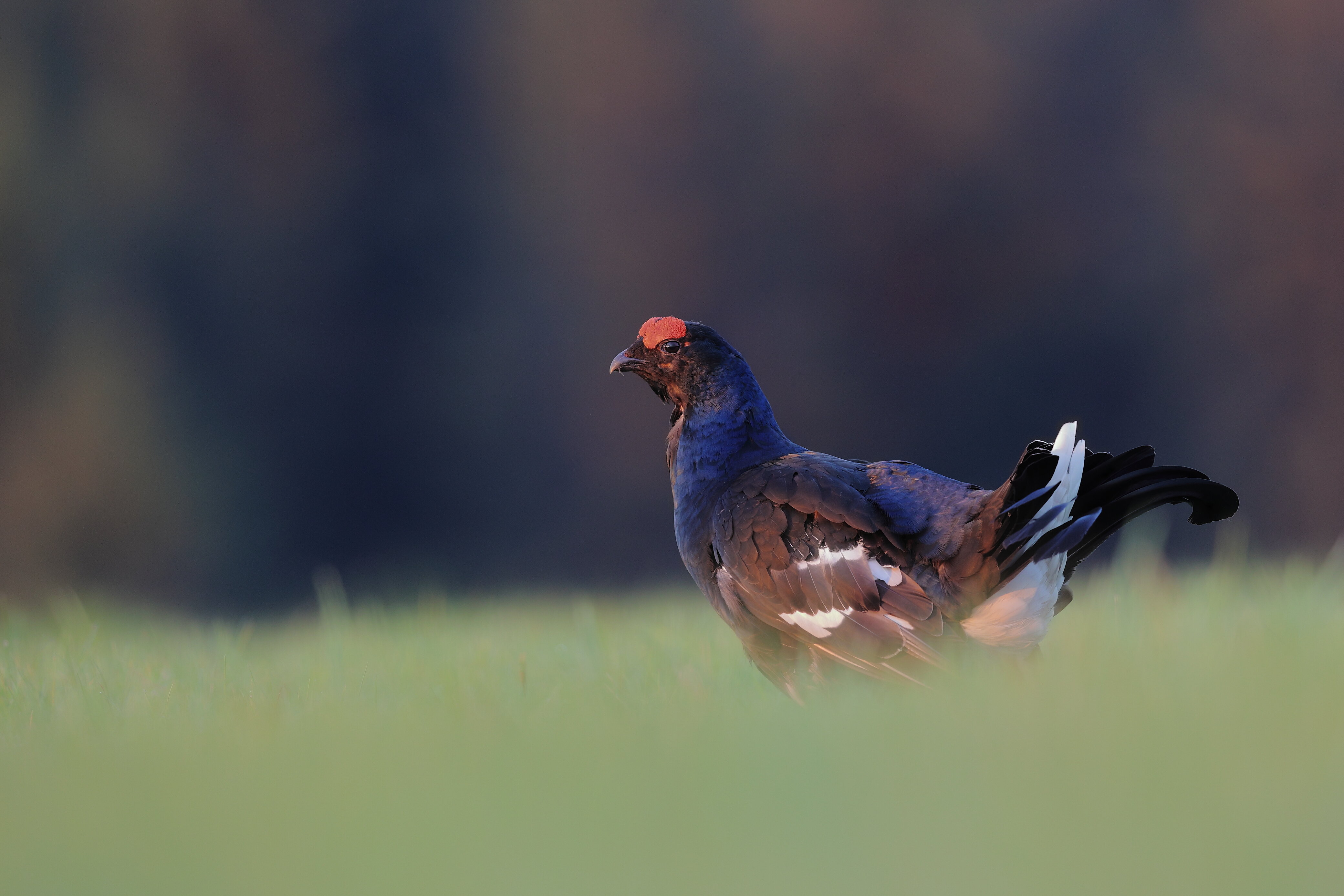 Balzender Birkhahn